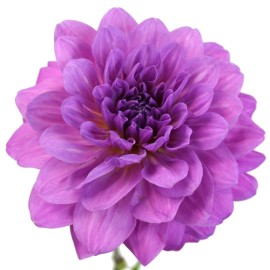 Комплект кутери с ежектор "Далия" - 2 елемента