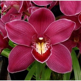 Комплект кутери "Орхидея цимбидиум" - 3 елемента