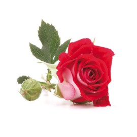 Комплект метален кутер със силиконови щампи "Роза" - 5 елемента