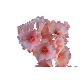 Комплект кутери 2 елемента с избутвач за Петуния